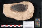 Foto (Objekt + Etikett) von Araucaria sternbergii Goeppert (NHMW-GEO-2024-0188-8272)
